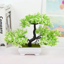 Planta decoração Bonsai