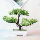 Planta decoração Bonsai