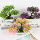 Planta decoração Bonsai