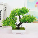 Planta decoração Bonsai